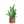 虎皮兰盆栽