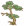 盼客松