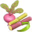 甜菜或甘蔗