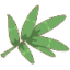竹叶
