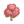 粉色大叶榕E