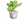 富贵竹盆栽