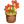 橘色小苍兰盆栽
