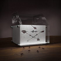 蚂蚁箱 调查归档.png