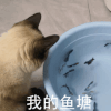 「咸鱼之王」广寒宫活动攻略 & 战术建议！炸鱼+偷鸡！-9.gif