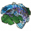 物品·蟾鱼.png