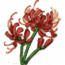 物品·阴阳花.png