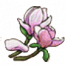 物品·玉兰花.png