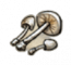 物品·白毒伞.png