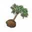 物品·凤凰木苗.png