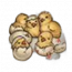 物品·小鸡.png