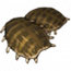 物品·鳖甲.png