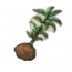 物品·楠木苗.png