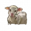 物品·小绵羊.png