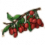 物品·枸杞.png