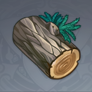 杉木.png