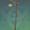御伽木简本路灯.png
