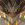 古岩龙蜥.png