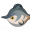 炭灰雪圆鳍
