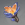 云岩裂叶.png