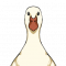 无背景-野生生物-图标-赤喙鸭.png