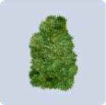 家具·青柏丛图标.png