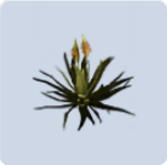 家具·佛焰红掌图标.png