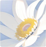 背景·白色向日葵图标.png