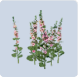 家具·绚丽春日图标.png