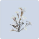 家具·渺渺冬景图标.png