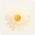 花开烂漫-阳光雏菊图标.png