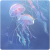 背景·幻海灵韵图标