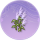 小芦苇丛·似锦.png