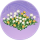 飞蓬丛·桃春.png