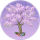 栖霞树·似锦.png