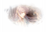 主线-鵩鸟承尘.png