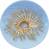 枝骨架.png