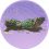 葛藤木·珍品.png