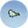 报喜鹊影·柳青.png