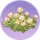 角堇丛·芳辰.png