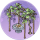 葡萄架·催青.png