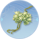 据点-菟丝.png