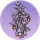 紫竹丛·似锦.png