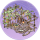 东篱菜圃·春庭.png