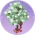 流苏树·金胜.png