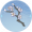 一枝梅.png