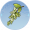 槐米.png