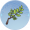 槐树枝.png