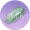玉蝉.png