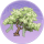 梨雪·青磷.png